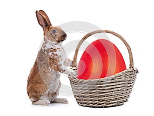 Spotted bunny is standing near an Easter basket egg isolated on a white