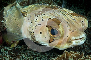 spotted burrfish fish