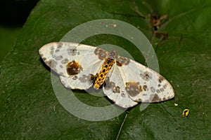 Spotted butterfly abraxas sylvata broadly spread its wings with brown spots