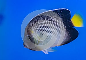 Spotted Butterfly Fish  -  Yellow Tail