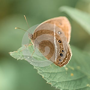 Spotted butterfly macro closeup bali indonesia