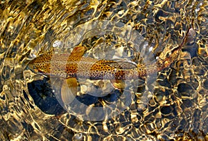 Spotted Camouflaged Brown Trout