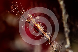 spotted caprella skeleton shrimp caprellidae