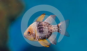 Spotted cardinalfish portrait, Sphaeramia nematoptera