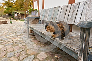 spotted Cat on a bench on a farm