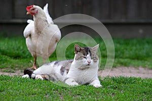 A spotted cat lies on the green grass, and next to him is a white chicken.