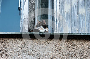 The spotted cat sits at the window and thinks about the food