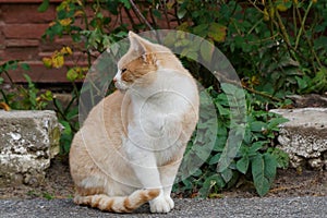 Spotted cat sitting on the asphalt near the curb with grass