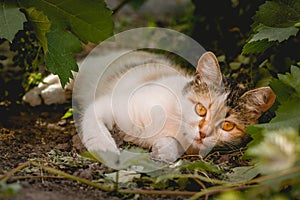 Spotted cat sleeping in the shade of the vineyard