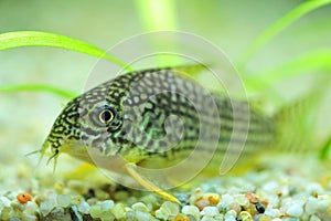 Spotted catfish for aquariums