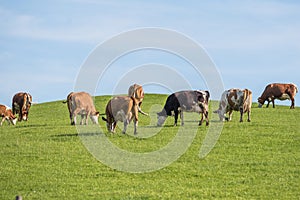 Spotted cattle grazing - cows