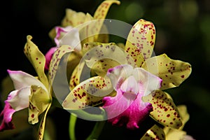 Spotted Cattleya