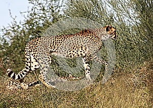 Profile of a cheetah in the tall grass