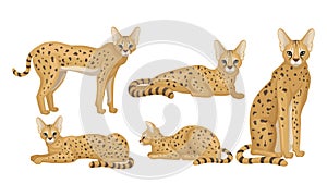 Spotted Cheetah in Standing and Sitting Pose Vector Illustrations Set