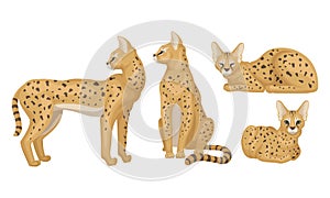 Spotted Cheetah in Standing and Sitting Pose Vector Illustrations Set
