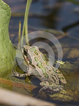 Spotted Chorus Frog (Pseudacris clarkii)