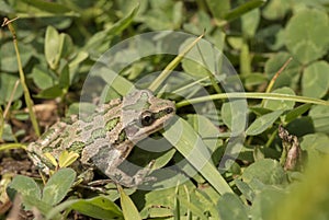 Spotted Chorus Frog (Pseudacris clarkii)