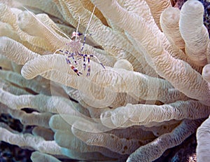 Spotted cleaner shrimp