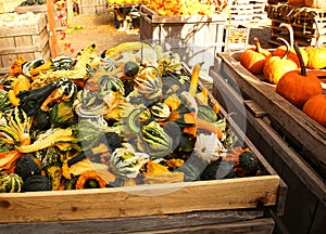 Spotted colorful pumpkins