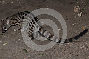 Spotted common genet