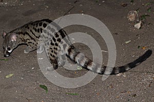 Spotted common genet photo