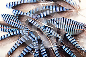 Spotted contrast feathers as basis of natural design