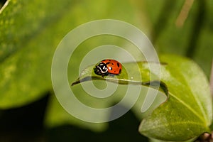Spotted Convergent lady beetle also called the ladybug Hippodamia convergens