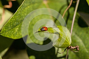 Spotted Convergent lady beetle also called the ladybug Hippodamia convergens