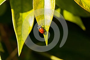 Spotted Convergent lady beetle also called the ladybug Hippodamia convergens photo