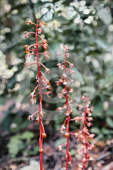Spotted coralroot Corallorhiza maculata blooming in the forests of Santa Cruz Mountains, California
