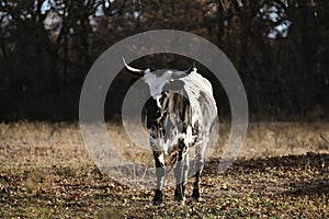 Spotted Corriente cow in Texas winter field photo