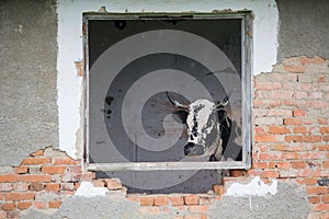 Spotted cow peeks through the window of a ruined barn