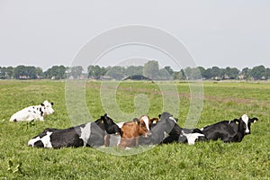 Spotted cows recline in green grass of meadow