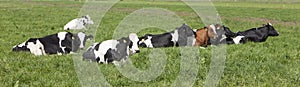 Spotted cows recline in green grass of meadow