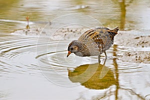 Spotted Crake bird