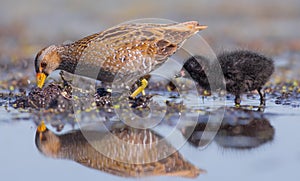 Spotted Crake - Porzana porzana