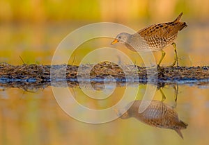 Spotted Crake Porzana porzana