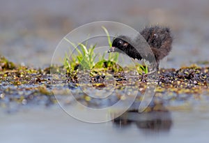 Spotted Crake - Porzana porzana - chick