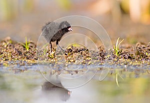 Spotted Crake - Porzana porzana - chick