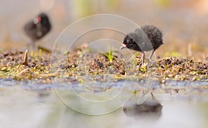 Spotted Crake - Porzana porzana - chick