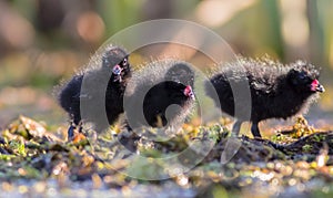 Spotted Crake - Porzana porzana - chick