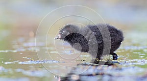 Spotted Crake - Porzana porzana - chick