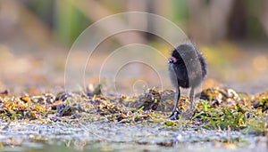 Spotted Crake - Porzana porzana - chick