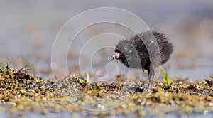 Spotted Crake - Porzana porzana - chick