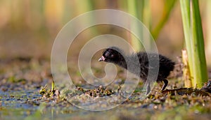 Spotted Crake - Porzana porzana - chick