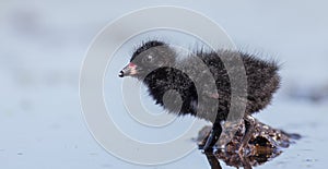 Spotted Crake - Porzana porzana - chick