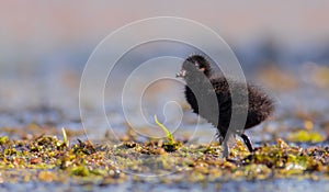 Spotted Crake - Porzana porzana - chick