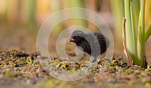 Spotted Crake - Porzana porzana - chick