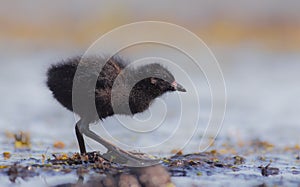 Spotted Crake - Porzana porzana - chick