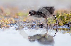 Spotted Crake - Porzana porzana - chick